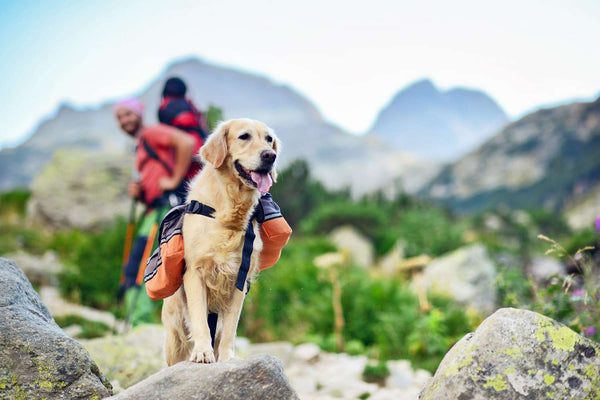 Tips for Hiking Safely with Your Dog: A Comprehensive Guide