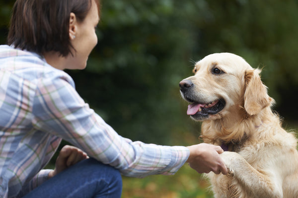 Decoding Your Dog: Understanding Canine Communication