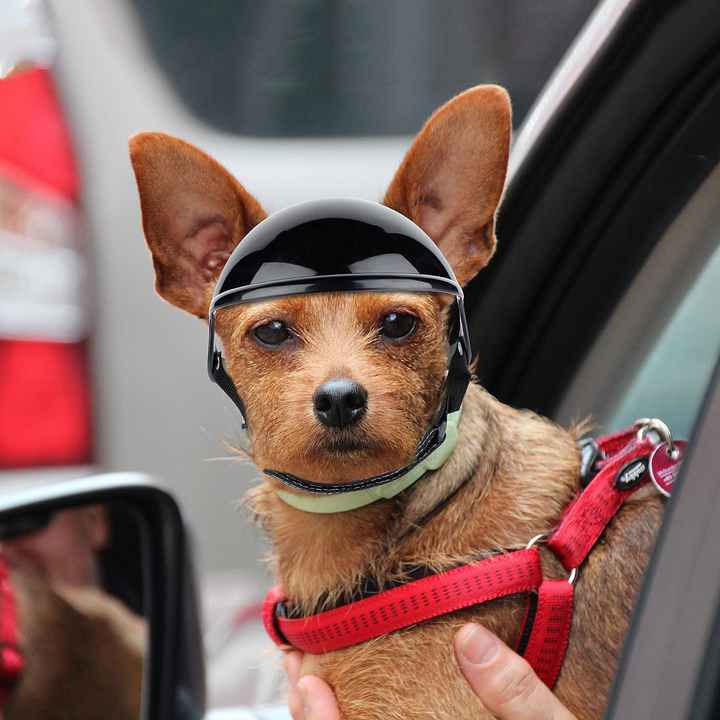 Pet Safety Helmet – Stylish Protective Headgear for Dogs