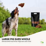 Dog Treat Large Pig Ears Whole  - Dehydrated Australian Healthy Puppy Chew